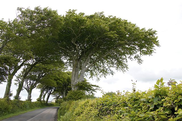 Beech hedge with trees, Bradworthy, 10 June 11, Rob Wolton