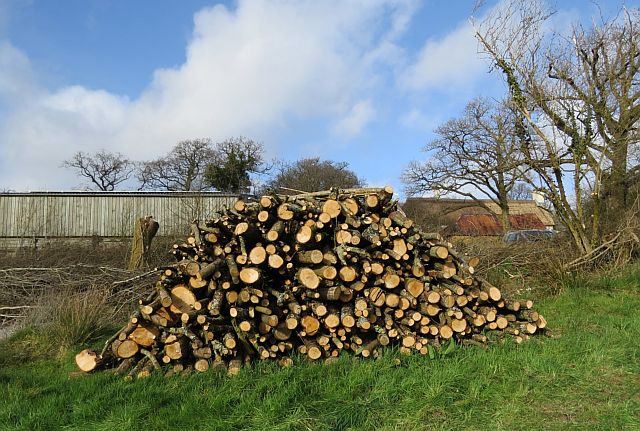 Coppiced willow harvested from hedge top Flop Meadow, Locks Park, 18 March 2014, Rob Wolton