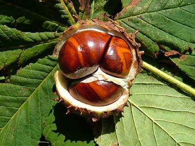 Horse chestnut conkers - Devon Hedge Group