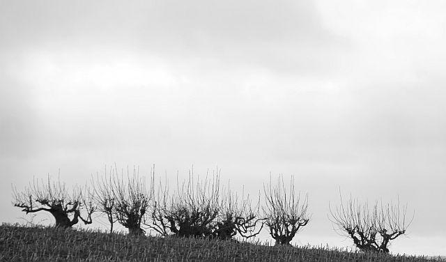 Overcut gappy hedge, Bere Ferrers, 12 Jan 2012